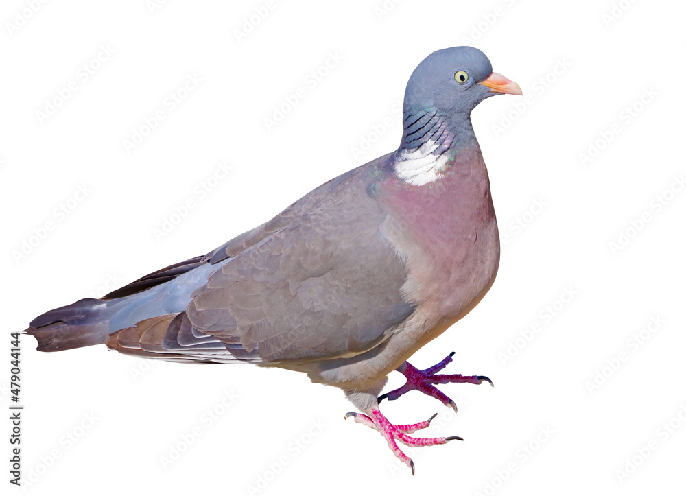Fototapeta premium portrait of a beautiful pigeon