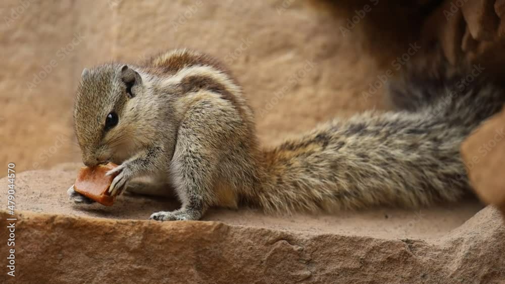 Close up shot of Indian squirrel eating man-made chocolate. Close up shot of Indian squirrel eating man-made chocolate.