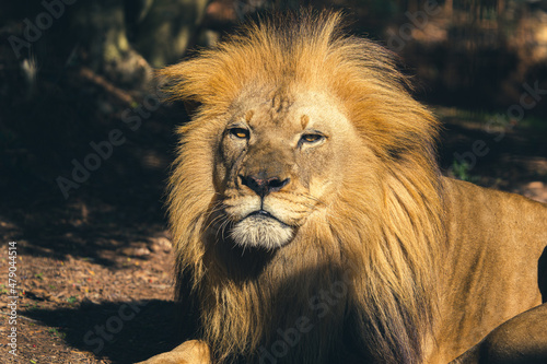 Fototapeta Naklejka Na Ścianę i Meble -  Male Lion
