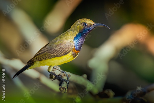 Bird in thailand. Olive-backed Sunbird
