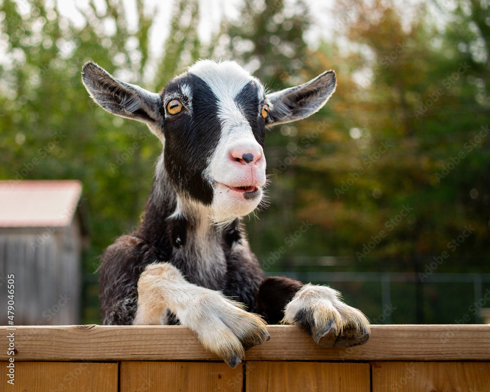 Φωτογραφία Goat at the petting zoo