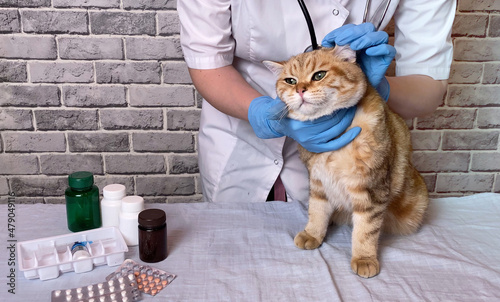 Fototapeta Naklejka Na Ścianę i Meble -  Doctor veterinarian holding a pet cat on hands and do medical checkup at vet clinic