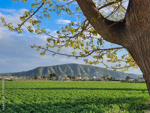 Vega Baja del Segura - Orihuela - Paisajes de la sierra, la huerta y sus detalles. photo