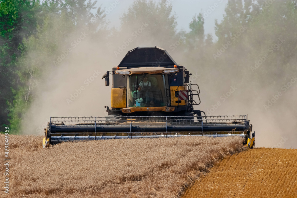 Fototapeta premium combine harvester working on a field