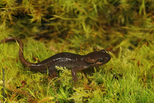 Closeup on a brown juvenile northwestern salamander   Ambystoma gracile sitting on green moss