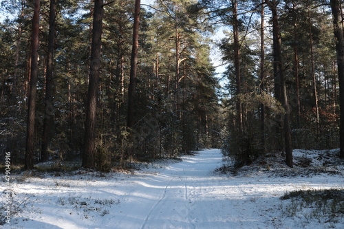 Road in a coniferous forest on a sunny winter day