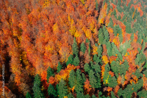 Swampy autumn forest aerial view. Natural background.