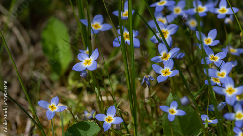 Beautiful Patch of Bluets Blooming Along the Blue Ridge Parkway photo