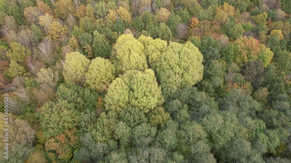 Aerial view of autumn forest landscape in sunny day. Natural background of coniferous and deciduous forest, top view, Ukraine, Europe. Travel and nature concept. Flight over autumn trees. Fall season Aerial view of autumn forest landscape in sunny day. Natural background of coniferous and deciduous forest, top view, Ukraine, Europe. Travel and nature concept. Flight over autumn trees. Fall season