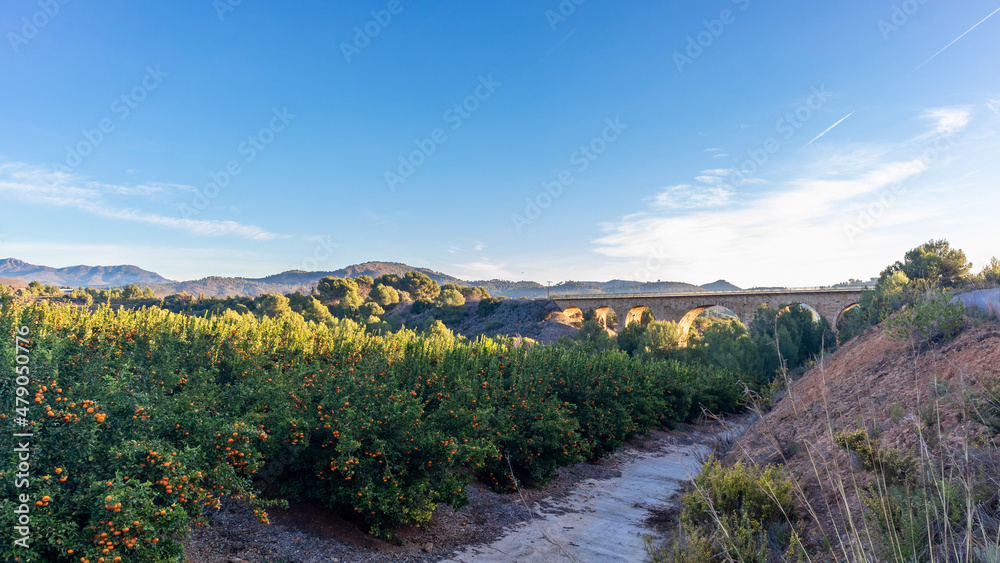 Cultivation of oranges in Algar de Palancia, Comunidad Valencia, near Valencia Spain. Harvest of oranges.