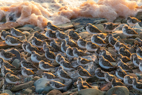 Schilderij op canvas Semipalmated sandpipers on the Bay of Fundy