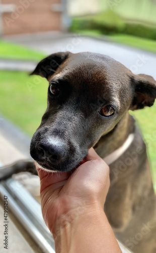 Portrait of a black puppy dog