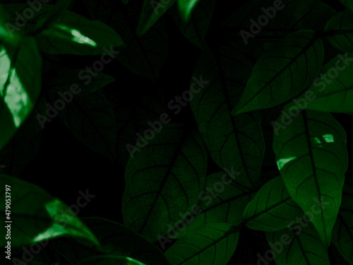 Beautiful abstract green flowers on dark background, yellow flower frame, green leaves texture, green background, dark theme, green leaves texture, flowers for Christmas and Valentine celebrations