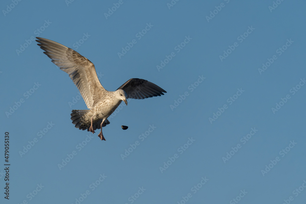 Fototapeta premium Herring gull, Larus argentatus