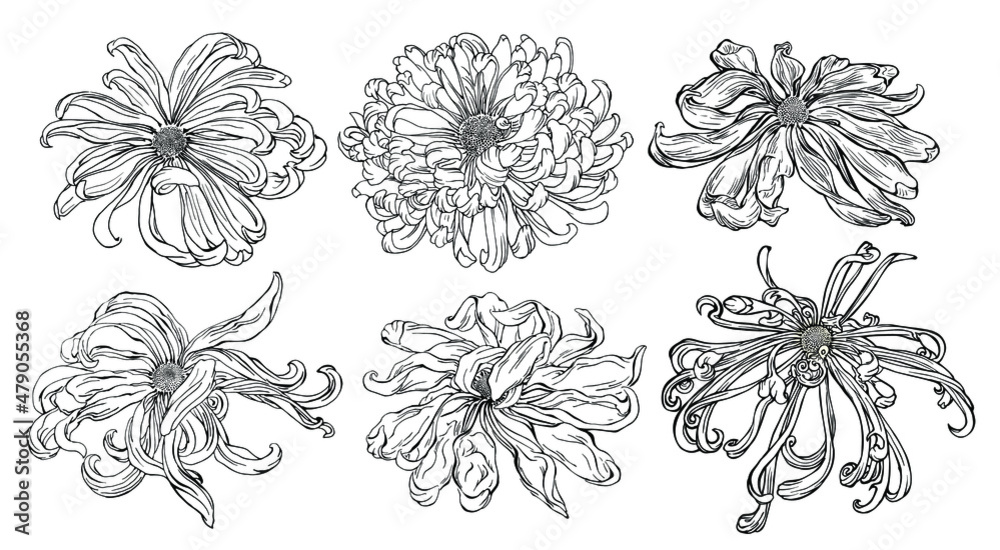 Hand drawn vector Japanese style illustration of 6 set chrysanthemums flowers in the style of modern tattoos.