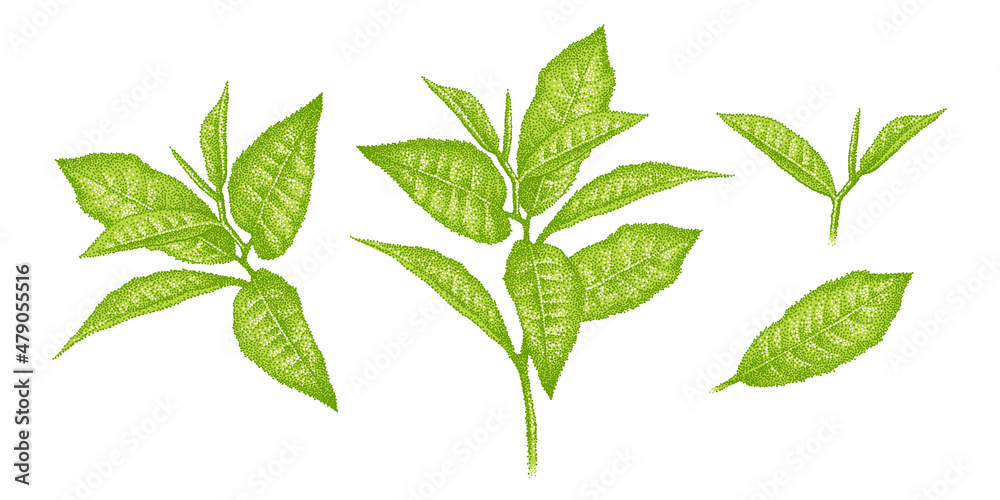 Leaves of green tea matcha. Set of realistic green tea leaves, sprouts, Sprigs. Sketch of tea plants. Illustration in pointillism. Hand-drawn vector. Leaves of green tea matcha. Set of realistic green tea leaves, sprouts, Sprigs. Sketch of tea plants. Illustration in pointillism. Hand-drawn vector.