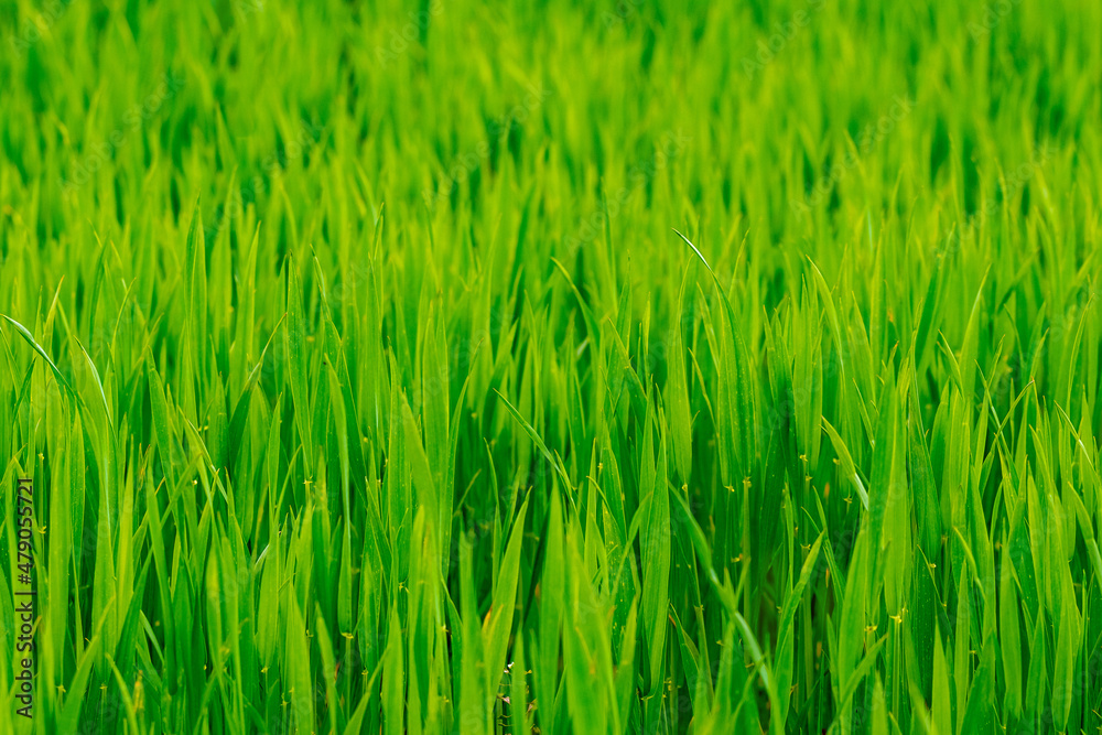 Texture of young green spring grass, background with grass. Grass in the meadow Texture of young green spring grass, background with grass. Grass in the meadow
