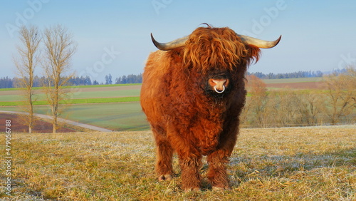 imposantem schottischem Hochlandrind gefällt es in Deutschland auf sonniger Wiese im Winter photo