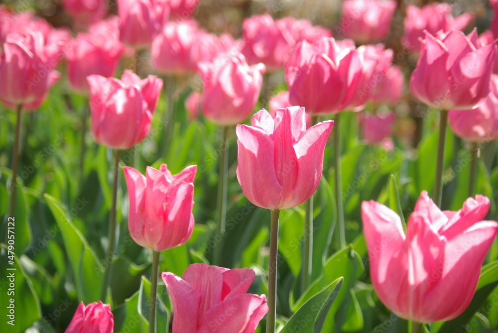 Tulipes roses au soleil du printemps