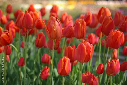 Tulipes rouges au jardin