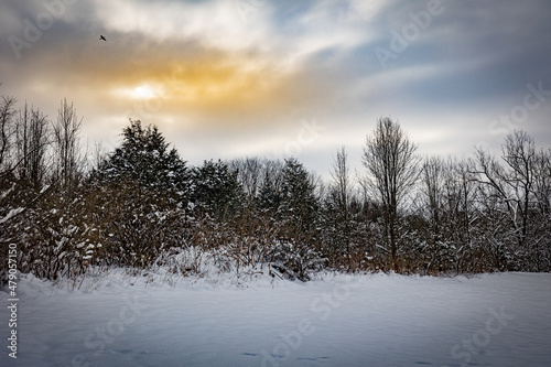 Winter forest landscape with morning sun sneaking behind clouds in Veteran   s park  Lexington  Kentucky USA
