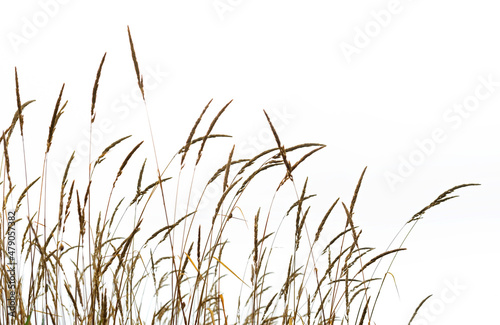Wild grass isolated on white background. Reed plant on white background for design