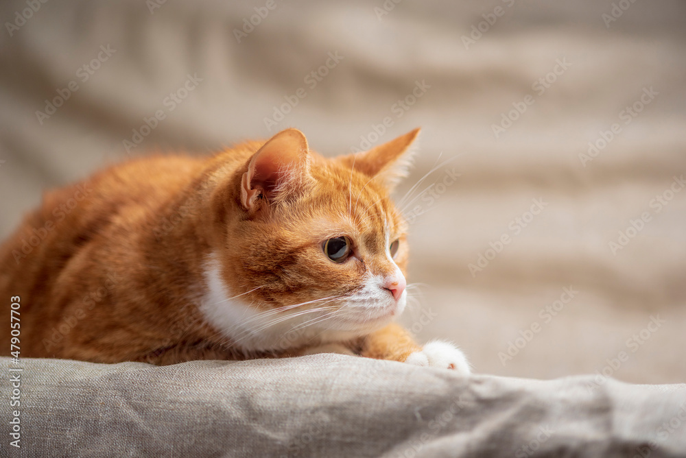 Beautiful purebred domestic cat photographed in a home studio.