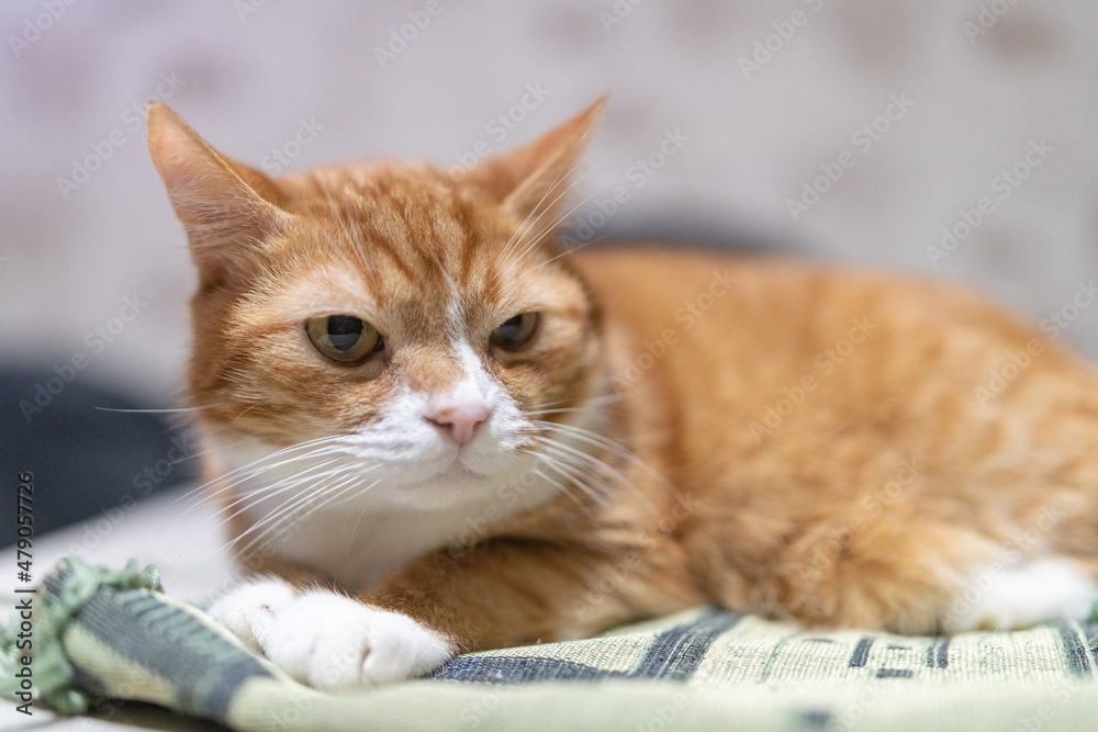 Beautiful purebred domestic cat photographed in a home studio. Beautiful purebred domestic cat photographed in a home studio.