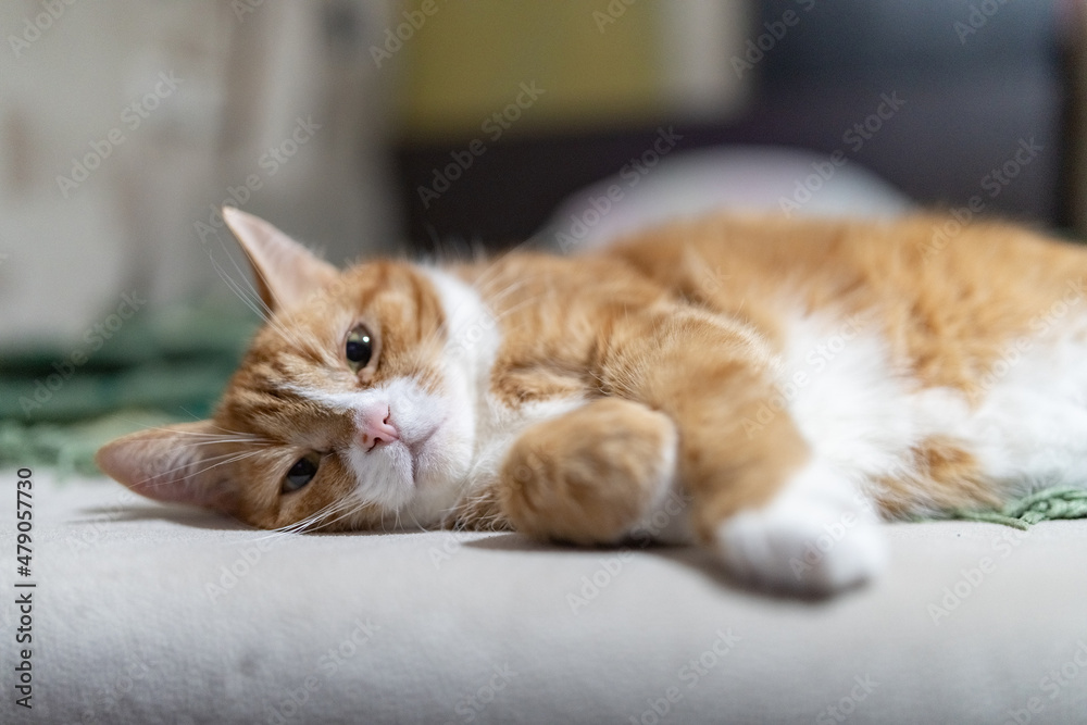 Naklejka premium Beautiful purebred domestic cat photographed in a home studio.