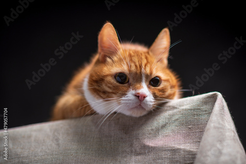 Fototapeta Naklejka Na Ścianę i Meble -  Beautiful purebred domestic cat photographed in a home studio.