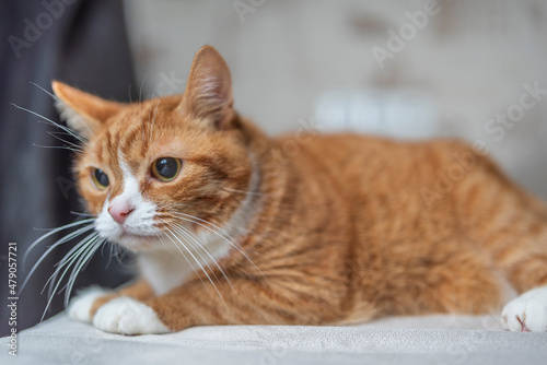 Beautiful purebred domestic cat photographed in a home studio.