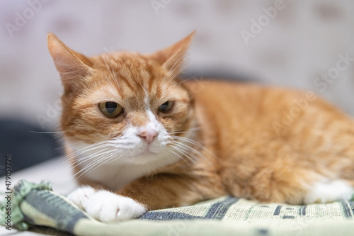 Beautiful purebred domestic cat photographed in a home studio. © shymar27