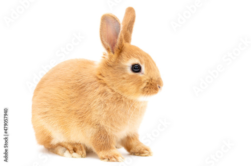 Little dwarf rabbit isolated on white