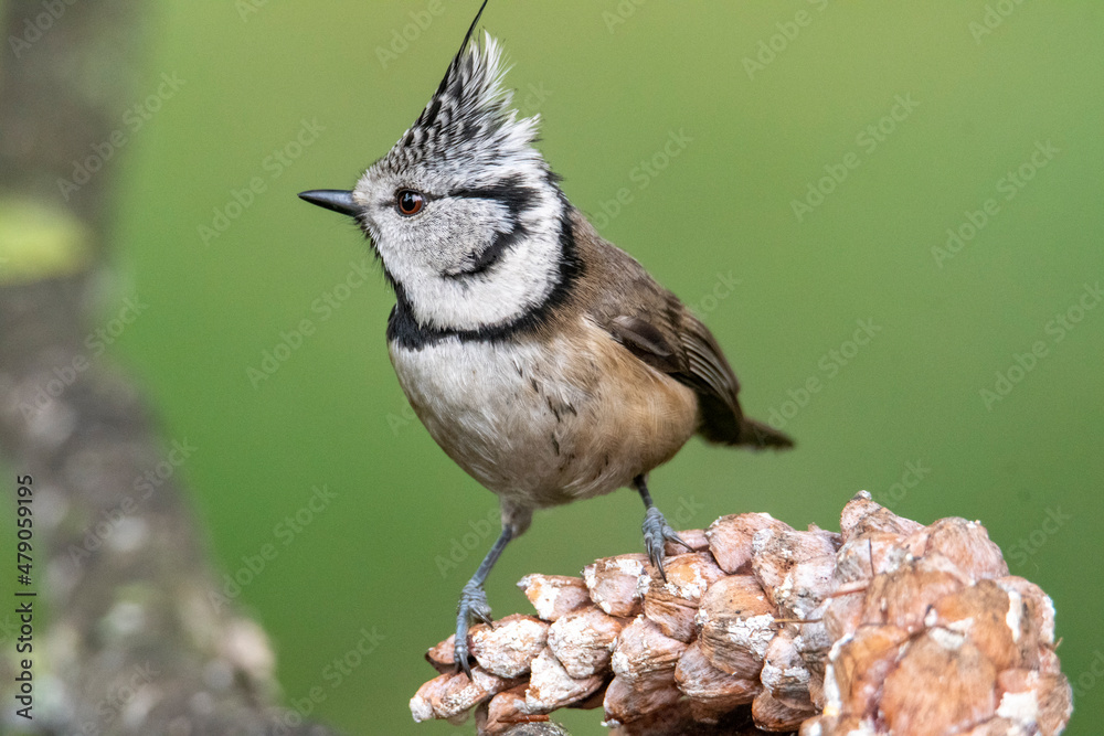 Fototapeta premium Cincia dal ciuffo