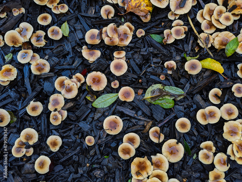 Looking down at a group of mushrooms sprouting out of black bark