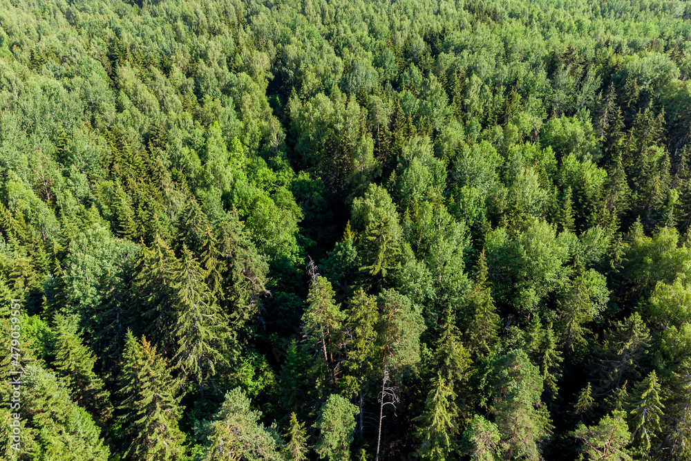 View of the mixed forest from a quadcopter in flight, wildlife. Kaluzhskiy region, Russia