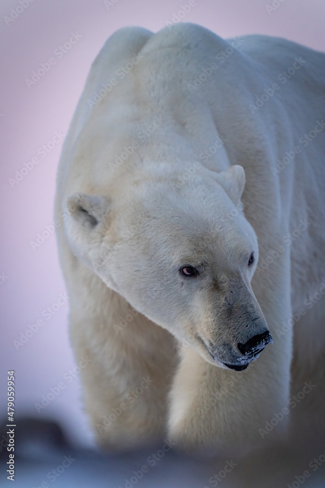 Close-up of polar bear standing looking right Close-up of polar bear standing looking right