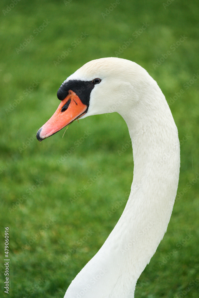 Portrait of a white mute swan, Cygnus olor Portrait of a white mute swan, Cygnus olor