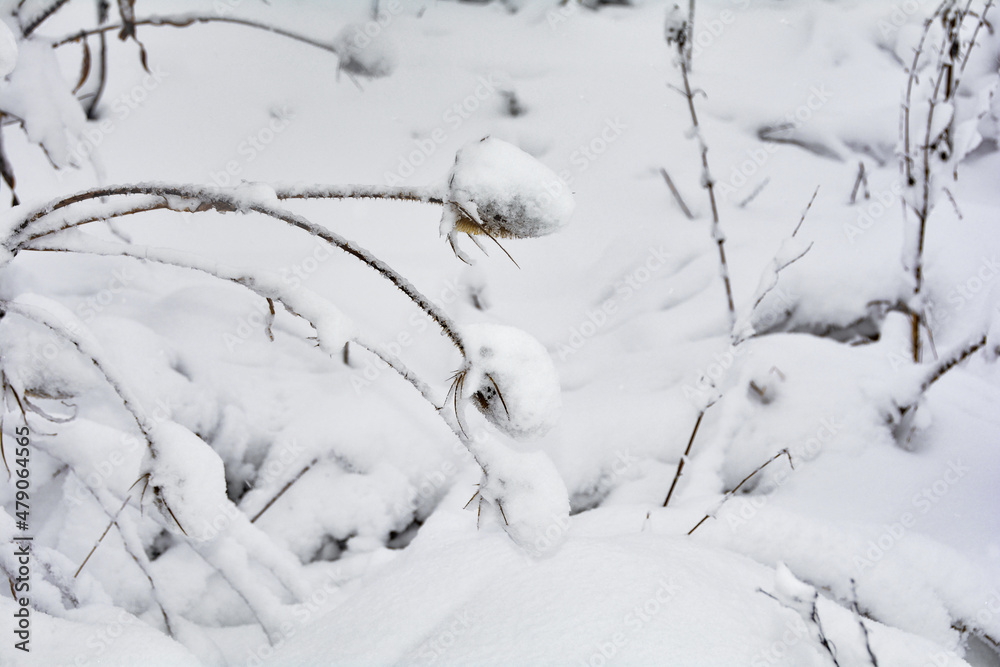 Wild teasel in winter with snow Wild teasel in winter with snow