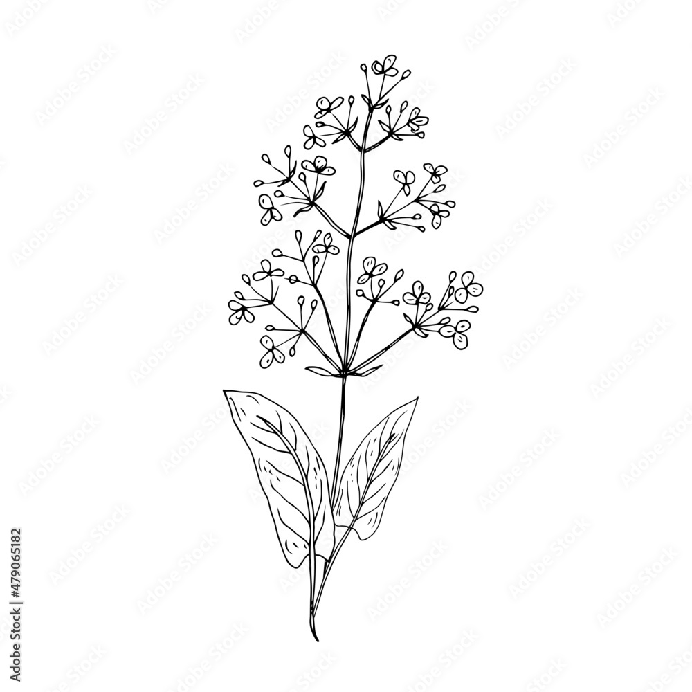 Wild, medicinal herbs, weeds. Vector illustration. Linear drawing. Wild, medicinal herbs, weeds. Vector illustration. Linear drawing.