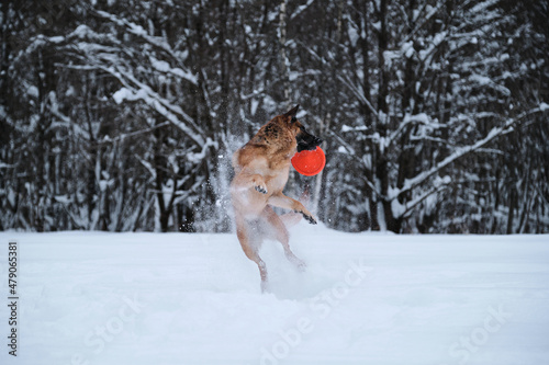 Sports with dog outside. Flying saucer toy. Agile and energetic. Black red German Shepherd jumps in snow against background of winter forest and catches an orange disk with teeth.