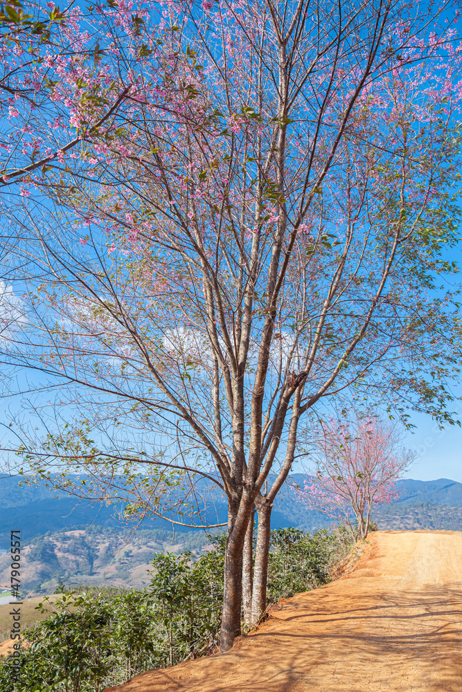 Cherry blossom, Mai Anh Dao prunus cerasoides flower in blue sky in Lac Duong, Da Lat, Lam Dong, Viet nam, Pink blossoms on the branch with blue sky during spring blooming Cherry blossom, Mai Anh Dao prunus cerasoides flower in blue sky in Lac Duong, Da Lat, Lam Dong, Viet nam, Pink blossoms on the branch with blue sky during spring blooming