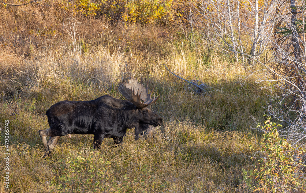 Bull Moose During the Fall Rut in Grand Teton National Park Wyoming Bull Moose During the Fall Rut in Grand Teton National Park Wyoming