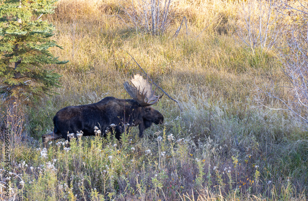 Bull Moose During the Fall Rut in Grand Teton National Park Wyoming Bull Moose During the Fall Rut in Grand Teton National Park Wyoming