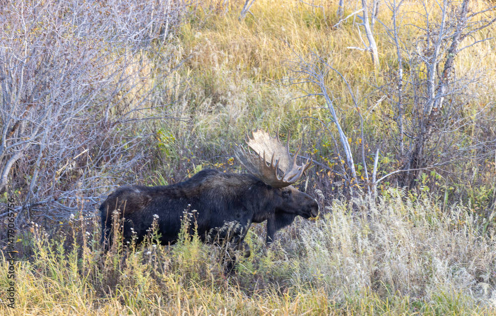 Bull Moose During the Fall Rut in Grand Teton National Park Wyoming Bull Moose During the Fall Rut in Grand Teton National Park Wyoming