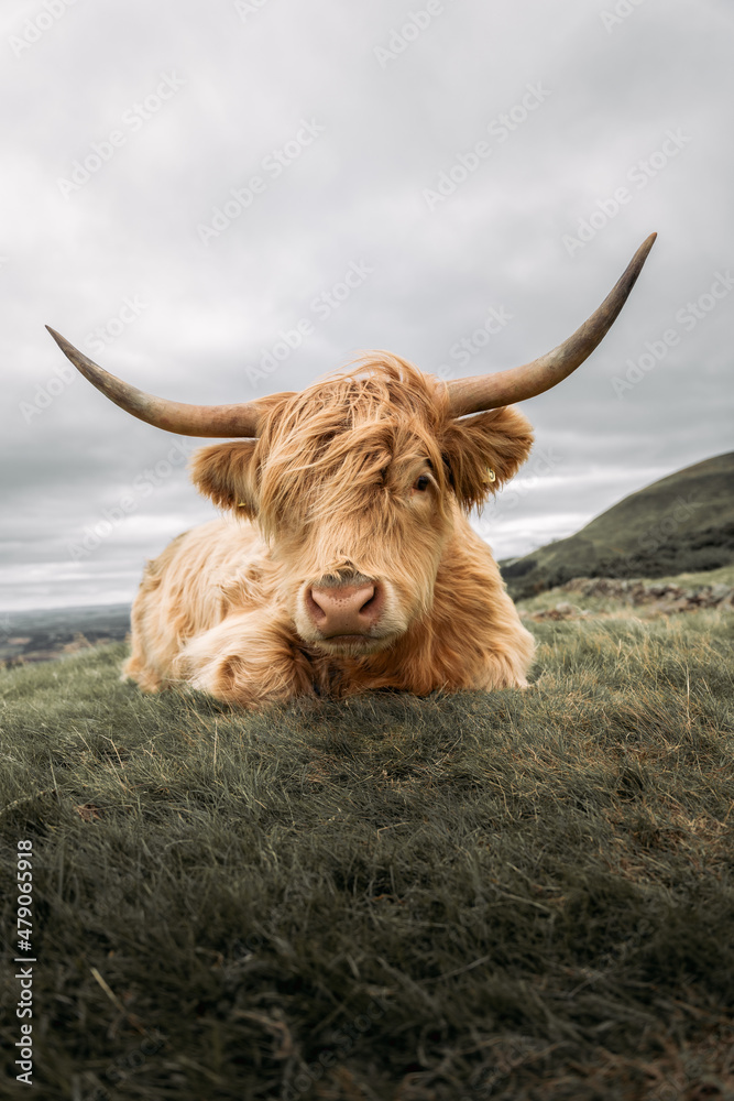 highland cow with horns highland cow with horns