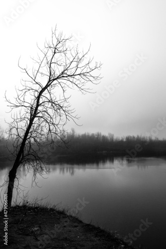 black and white tree in fog