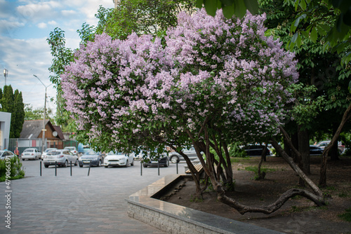 Small tree of lilac blossoms with violet flowers  spring in the park