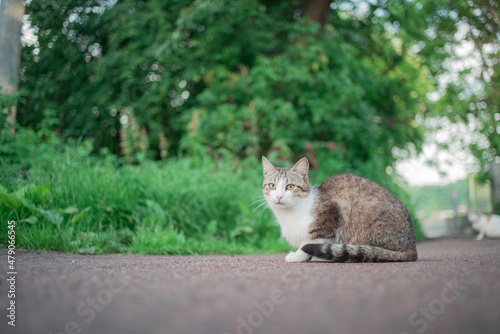 Portrait of a street cat sitting on asphalt in the garden, in summer
