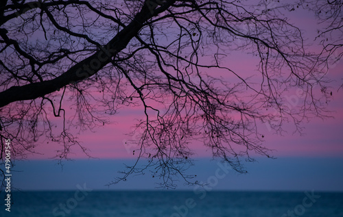 tree silhouetted in front of pink and purple sunset background over lake Ontario sun below horizon with pinkish clouds in sky branches leaves and tree trunk silhouette horizontal format room for type